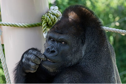 Higashiyama Zoo and Botanical Gardens