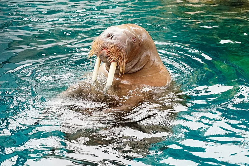 大分マリーンパレス水族館うみたまご