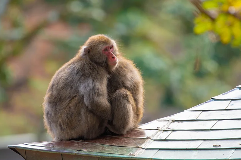 高崎山自然動物園