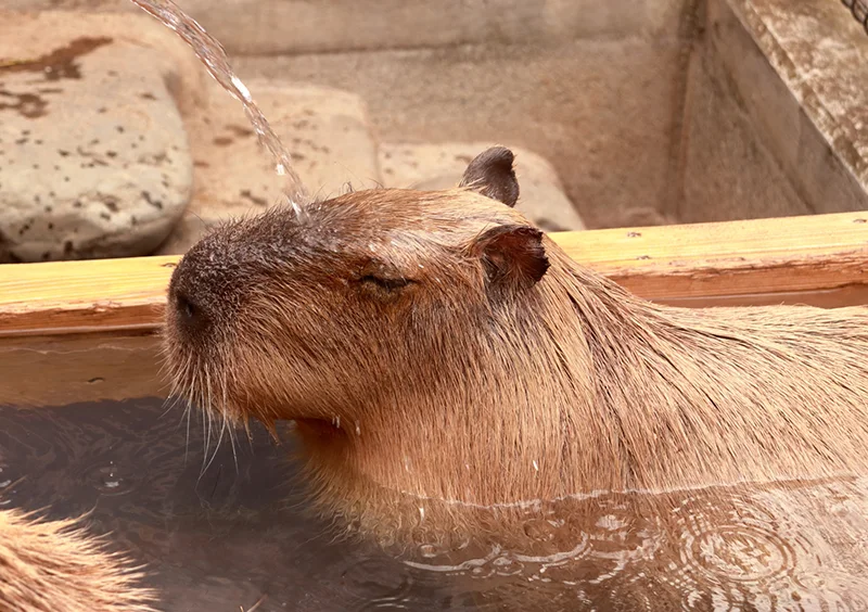 ラクテンチ