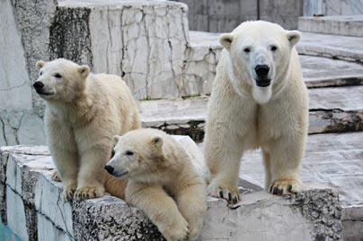 札幌市円山動物園